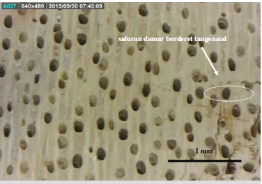 Gambar 4 Penampang lintang makroskopis fosil kayu meranti  (Shoreoxylon sp.).  