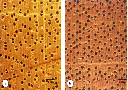 Gambar 7 Foto makroskopis penampang lintang kayu meranti (a) dan kamper (b). 