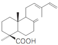 Gambar 4 Kadar fenolat total ekstrak terlarut etanol (mg g-1 ekstrak setara asam galat) dari getah kopal  dari tegakan KPH Banyumas Timur
