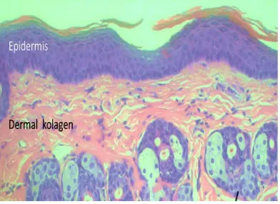 Gambar 1 Bagian punggung tikus yang disinari UV, diolesi krim, dan dibiopsi. 