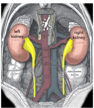 Gambar 1. Anatomi ginjal (17)