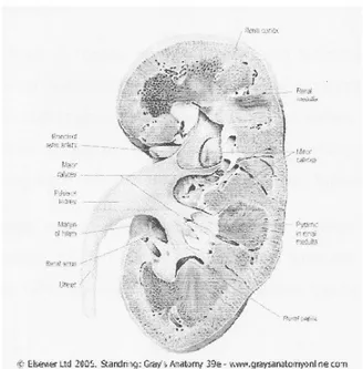 Gambar 2. Anatomi ginjal (potongan longitudinal) (19)