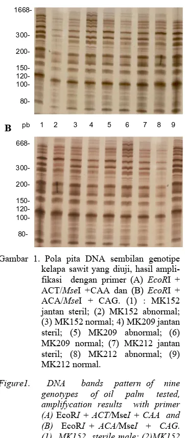 Gambar 1. Pola pita DNA sembilan genotipe     