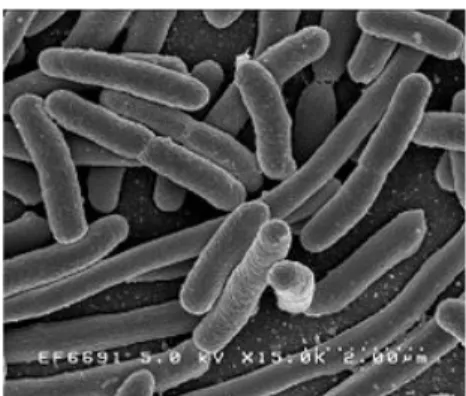 Gambar 3. Bentuk Bakteri E. coli (sumber: Ernest, 1996) 