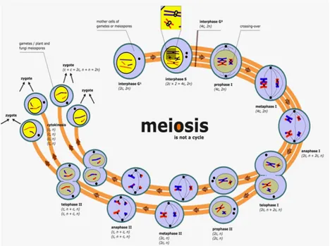 Gambar 8. Pembelahan sel: meiosis 16