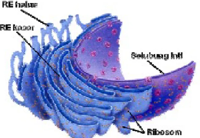 Gambar 5. Struktur dan fungsi retikulum endoplasma 7