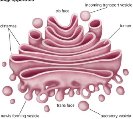 Gambar 6. Struktur badan golgi 9