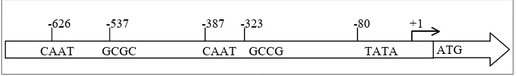 Gambar 4. Posisi komponen/motif inti pada daerah promoter gen TcLFY. 