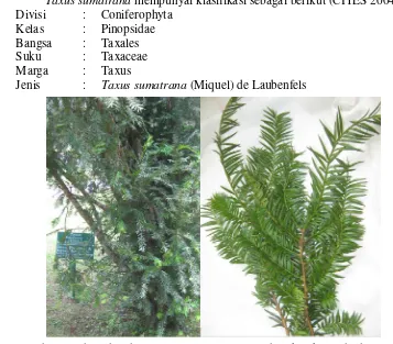 Gambar 1 Pohon dan daun Taxus sumatrana (Sumber: koleksi pribadi, 2011) 