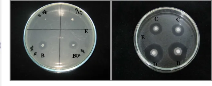 Gambar 2 Hasil uji antagonistik isolat Tx 4 dengan metode inokulasi titik dan 