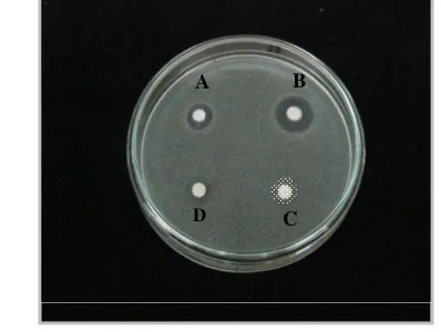 Gambar 3 Aktivitas penghambatan isolat Tx 4 terhadap C. albicans. A. ekstrak n-heksana (diameter hambat 9 mm); B