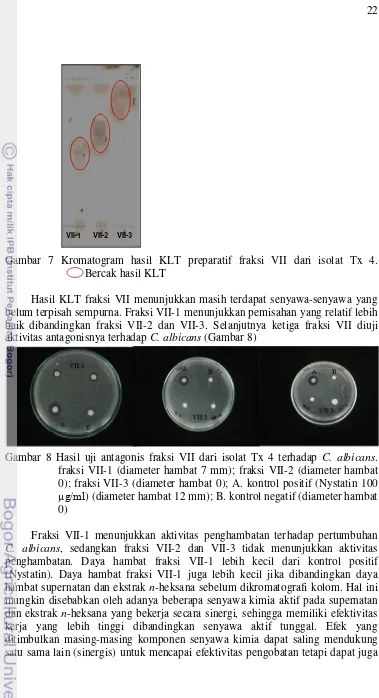 Gambar 7 Kromatogram hasil KLT preparatif fraksi VII dari isolat Tx 4.        