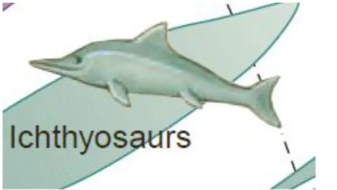 Gambar Concectopalatus (Sumber: Hickman et al.,2008) 
