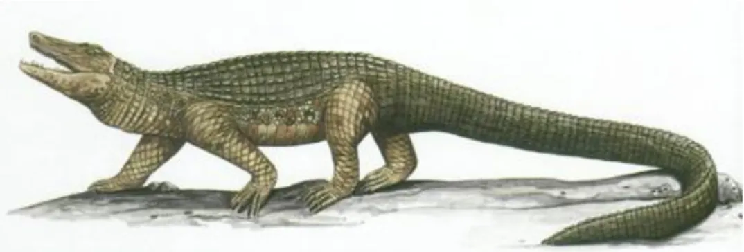 Gambar  :  Contoh  dari  spesies  genus  dari  subfamili  crocodylinae  yang  masih hidup : 