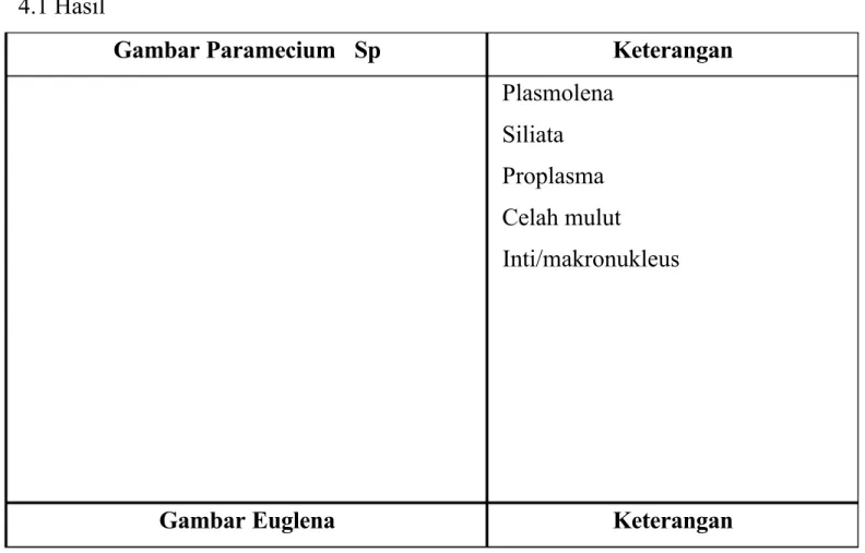 Gambar Paramecium  Sp Keterangan Plasmolena