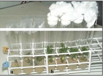 Gambar 1. Penampilan  eksplan  tanaman  karet  pada  tabung  kultur  dengan  dua jenis bahan penutup                    tabung: (a) parafilm, (b) kapas