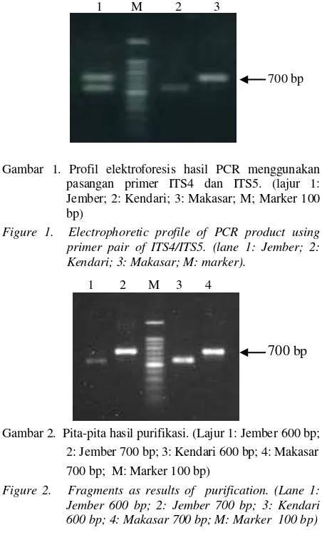 Gambar 1. Profil elektroforesis hasil PCR menggunakan 