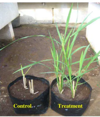 Figure 1. The growth of gogo rice after the first harvest cycle. (Note the growing ratoons at Sargasumtreated plants (right) as compared to negative control (left)) 