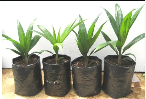 Figure 2.     The growth of oil palm at 23 wap in nursery. From left to right is control oil palm with  none, with compost, with NPK, and with seaweed (Sargasum) organic fertilizer respectively