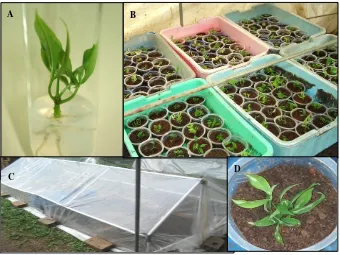 Figure 2. (A) A rooted rubber plantlet from microcutting ready for acclimatization, (B) Plantlets were Gambar 2