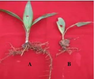 Gambar 3.  Bibit kelapa sawit tanpa inokulasi GanodermaFigure 3.   Seedling without  sp