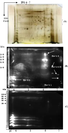 Figure 4.    2-D gel electrophoresis of natural rubber glove after silver staining (A) and immunodetection using Rabbit IgG against C-serum (B) or Rabbit IgG against B-serum (C)
