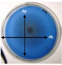 Gambar 1. Pengukuran diameter koloni miselium jamur dan         dekolorisasi/akumulasi  warna media PDA-RBBR (dp = diameter pertumbuhan jamur (cm); dk = diameter  zona dekolorisasi zona (cm))