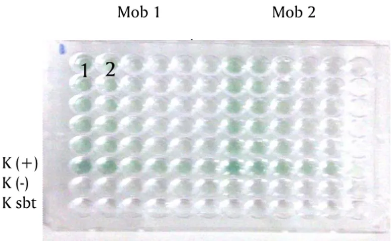 Gambar 1. Uji ELISA sekresi sel penghasil monoklonal antibodi