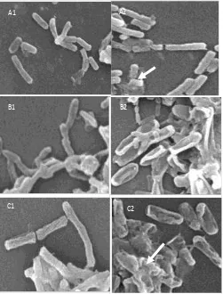 Gambar 1. Hasil Scanning Electron MicroscopeFigure 1.  Scanning Electron Microscope (SEM) result  with  5,000  times magnification respectively : A1) Control of   (SEM) dengan perbesaran 5.000 kali untuk masing-masing perlakuan : A1) Kontrol Bacillus subti