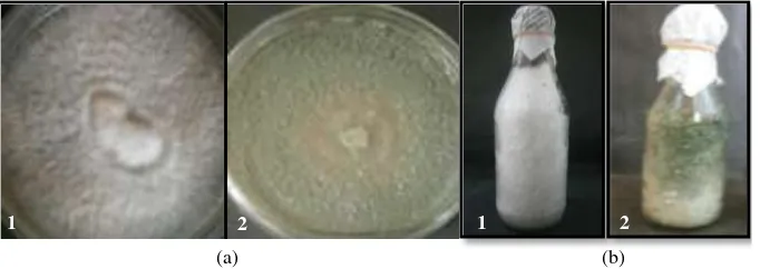 Gambar 1.   Pertumbuhan koloni isolat JPA dan Trichoderma sp. S2-2 pada media ASK dan pada media jagung 