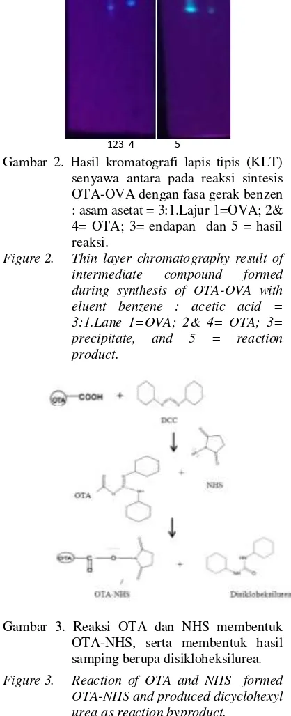 Gambar 3. Reaksi OTA dan NHS membentuk OTA-NHS, serta membentuk hasil samping berupa disikloheksilurea