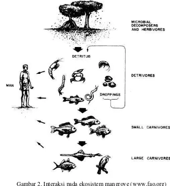 Gambar 2. Interaksi pada ekosistem mangrove (www.fao.org) 