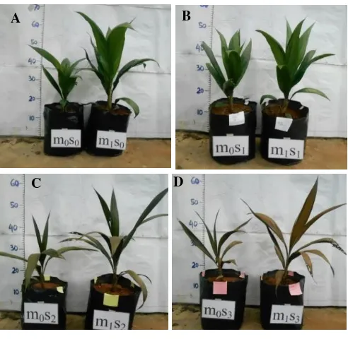 Gambar 7.  Bibit kelapa sawit yang diberi FMA (m1Figure 7.  Oil palm seedlings treated with AMF (m) dan yang tidak diberi (m0) pada kondisi tanpa cekaman air (A), 7 hari tidak disiram (B), 14 hari tidak disiram (C), dan 21 hari tidak disiram (D)