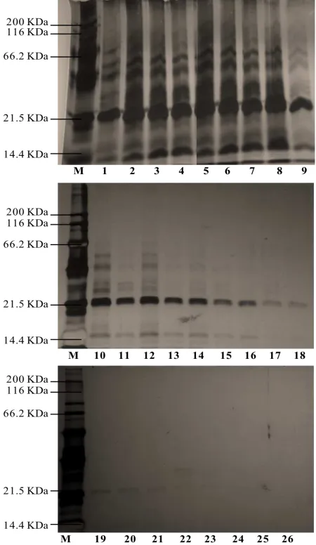 Figure 3.  Profile of 26 Ion Exchange Chromatography (IEC) fractions on SDS-PAGE  stained with silver nitrate
