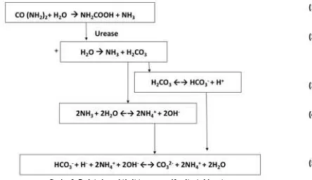 Gambar 2.  Reaksi tahapan hidrolisis urea yang dikatalisasi oleh enzim urease. Figure 2