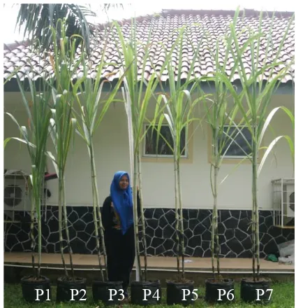 Gambar 1. Tanaman tebu PSJT-941 umur 7 bulan, representasi setiap perlakuan Figure 1.  Sugarcane var PSJT-941 7 months, the representation of each treatment 