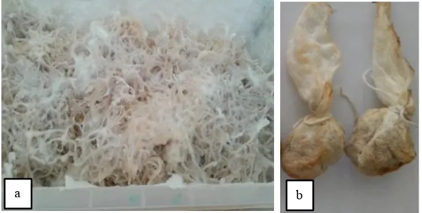 Gambar 3. (a) Pertumbuhan Omphalina sp. pada media TKKS sebelum mengabsorpsi logam; (b) miselium Omphalina sp