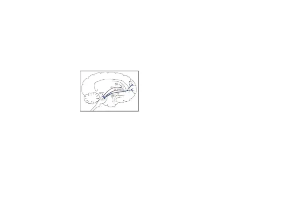 Gambar 1. Jalur dopeminergik saraf (Ikawati, 2009)