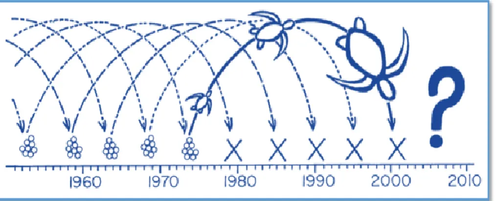 Gambar 9. Diagram skematis yang menunjukkan dampak eksploitasi  Beluku betina  yang berlebih terhadappopulasi mereka (Mortimer, 1984)