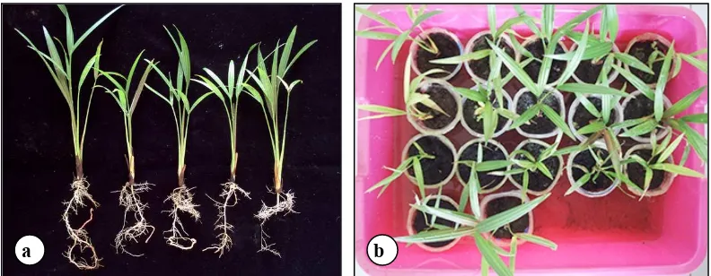 Gambar 3.  Bibit sagu pada 12 minggu setelah aklimatisasi, (a) pertumbuhan daun dan akar yang baik, (b) siap dipindah ke pot plastik besar di persemaian utama