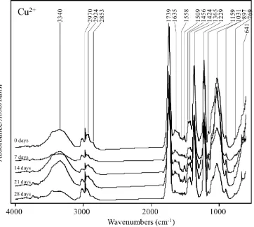 Figure    6.  FTIR spectra of the biologically pretreated OPEFB with the Cu2+ addition for 0, 7, 14 and 21 days
