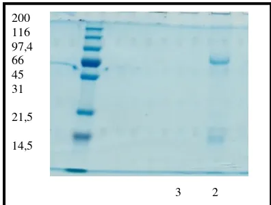 Gambar 7. Profil protein IgY anti OTA menggunakan SDS PAGE setelah pemisahan dengan absorbsi BSA