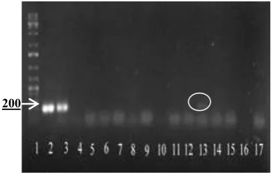 Gambar 3.  Elektroforesis hasil PCR seri I. Lini 1=Marker,                    2-3=kontrol positif, 4-17 dari perlakuan Ganor  