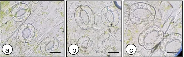 Gambar 5. Khimera stomata daun pada MV5. a) kontrol dengan jumlah kloroplas (19) dan ukuran stomata seragam, b) Khimera pada perlakuan perendaman kolkisin 0,1% selama 72 jam, c) Stomata pada mutan telah stabil dengan perlakuan perendaman kolkisin 0,02% sel