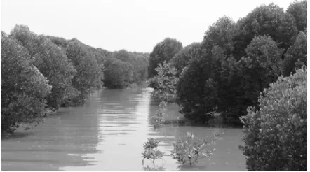 Figure 14 Prednai mangrove forest, 1,920 hectares restoration area 