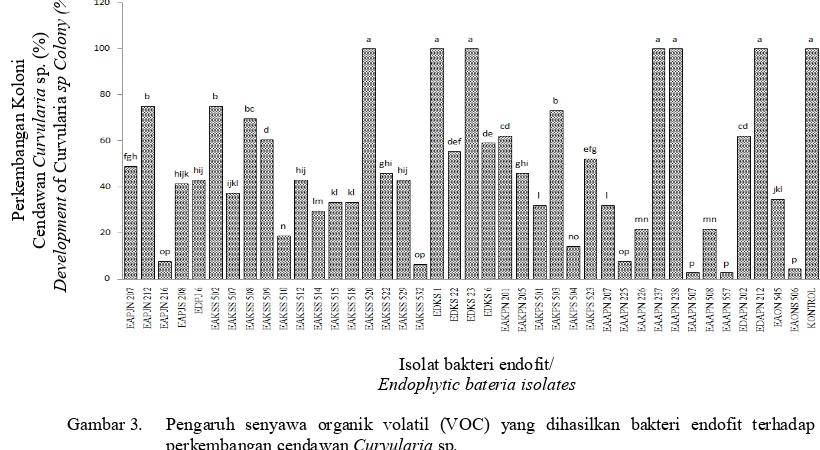 Gambar 3. Pengaruh senyawa organik volatil (VOC) yang dihasilkan bakteri endofit terhadap  