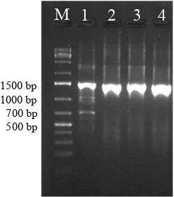 Gambar 4   Elektroforegram hasil PCR isolat bakteri endofit Arecaceae potensial menggunakan Primer 16S rRNA, secara berurutan dari kiri ke kanan: 1 kb ladder (M), isolat bakteri endofit EAKSS 502 (1), EAKSS 507 
