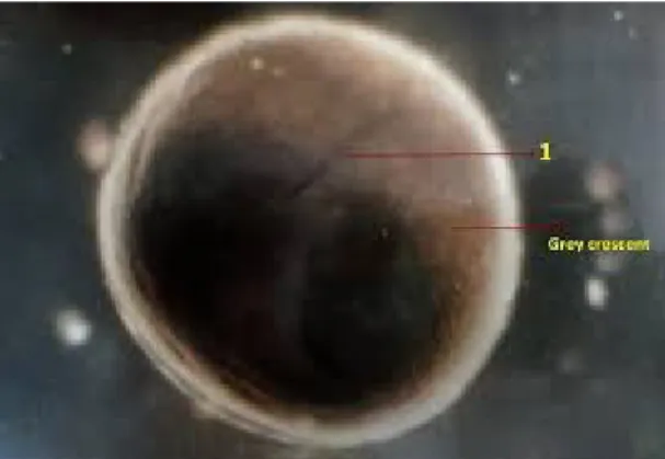 Gambar grey crusent pada blastula (Champbell, A., et al. 2008)