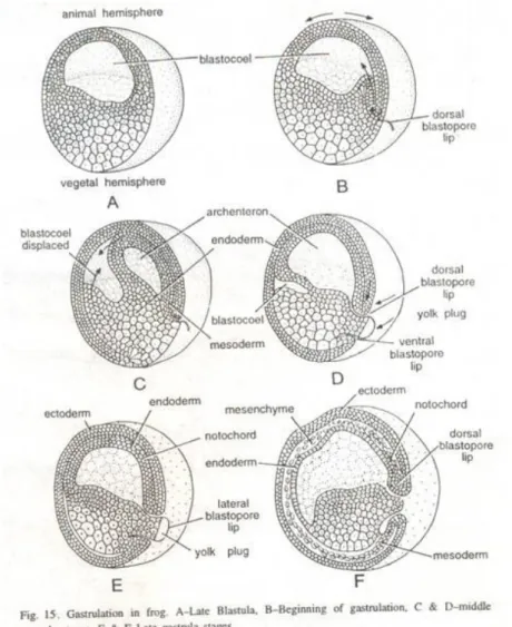 Gambar gastrulasi katak (Gilbert. 2010)