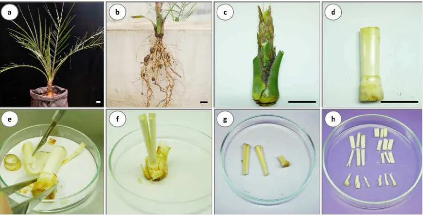 Gambar 1. Isolasi eksplan jaringan pucuk tunas dari kecambah tanaman kurma cv. Ajwa umur 1,5 tahun (a-d), dan pemotongan eksplan (e-h)